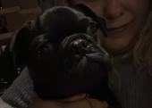 Pug-French Bulldog Kızım